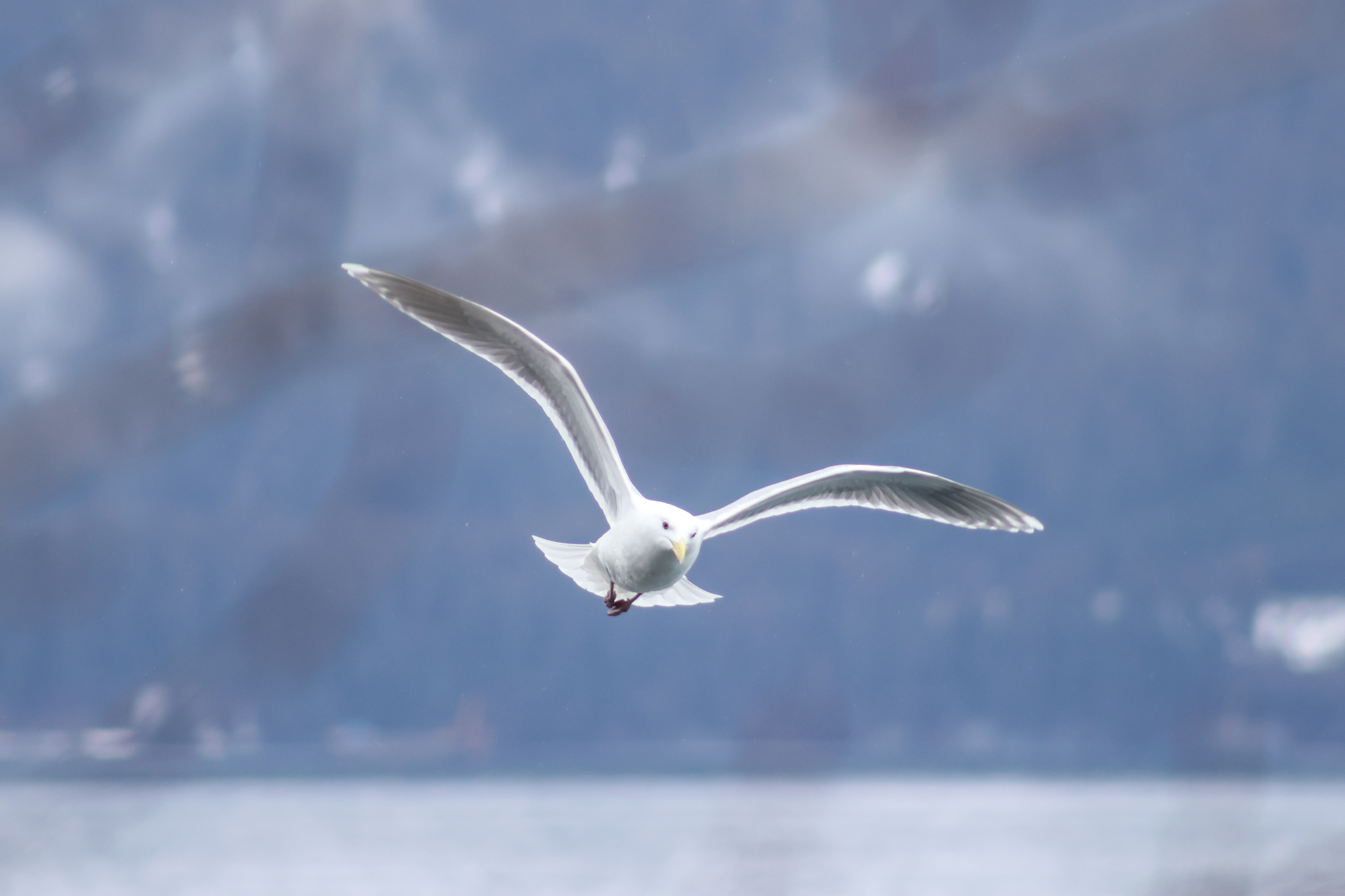 Alaska Seagull