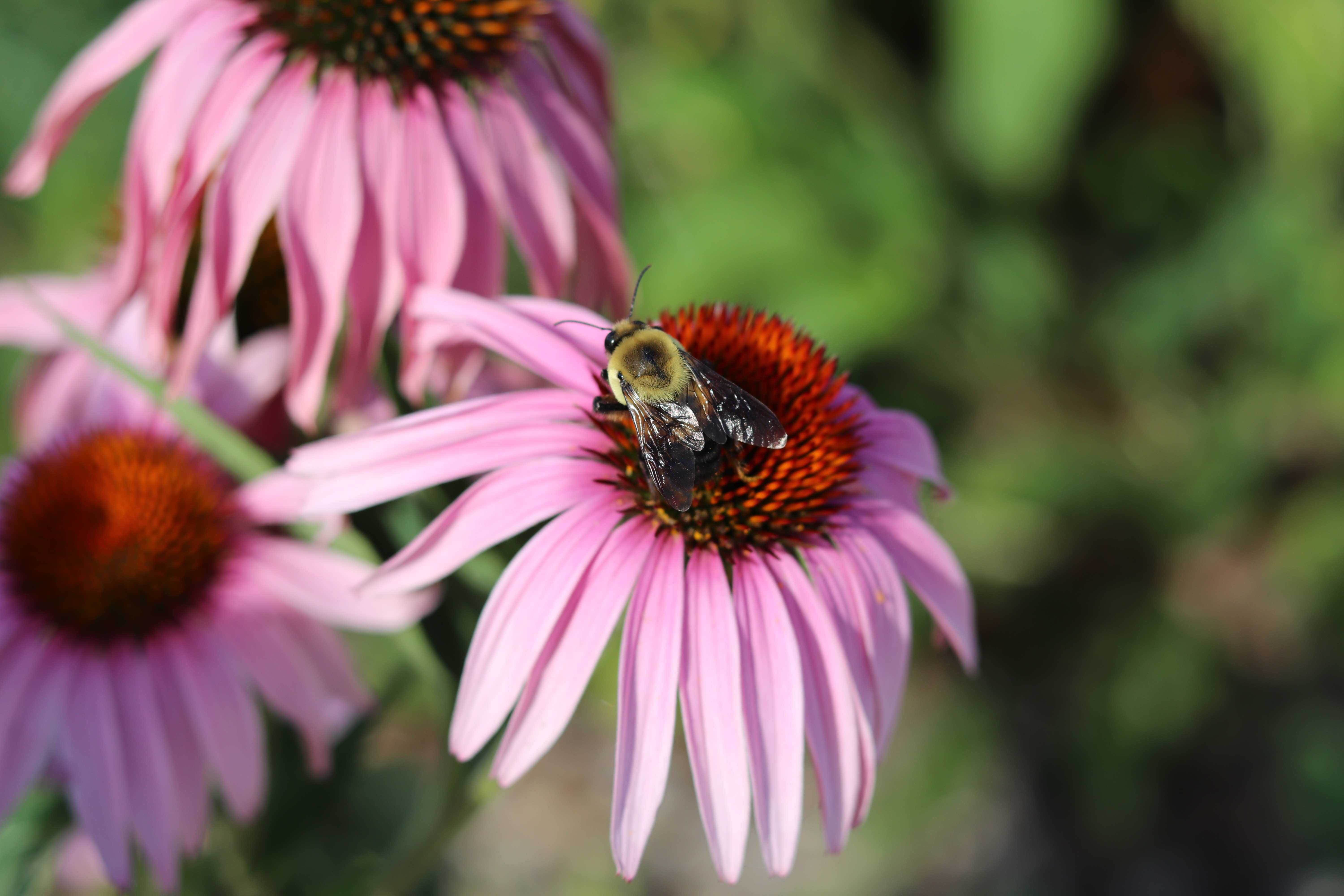 Bee on a Flower