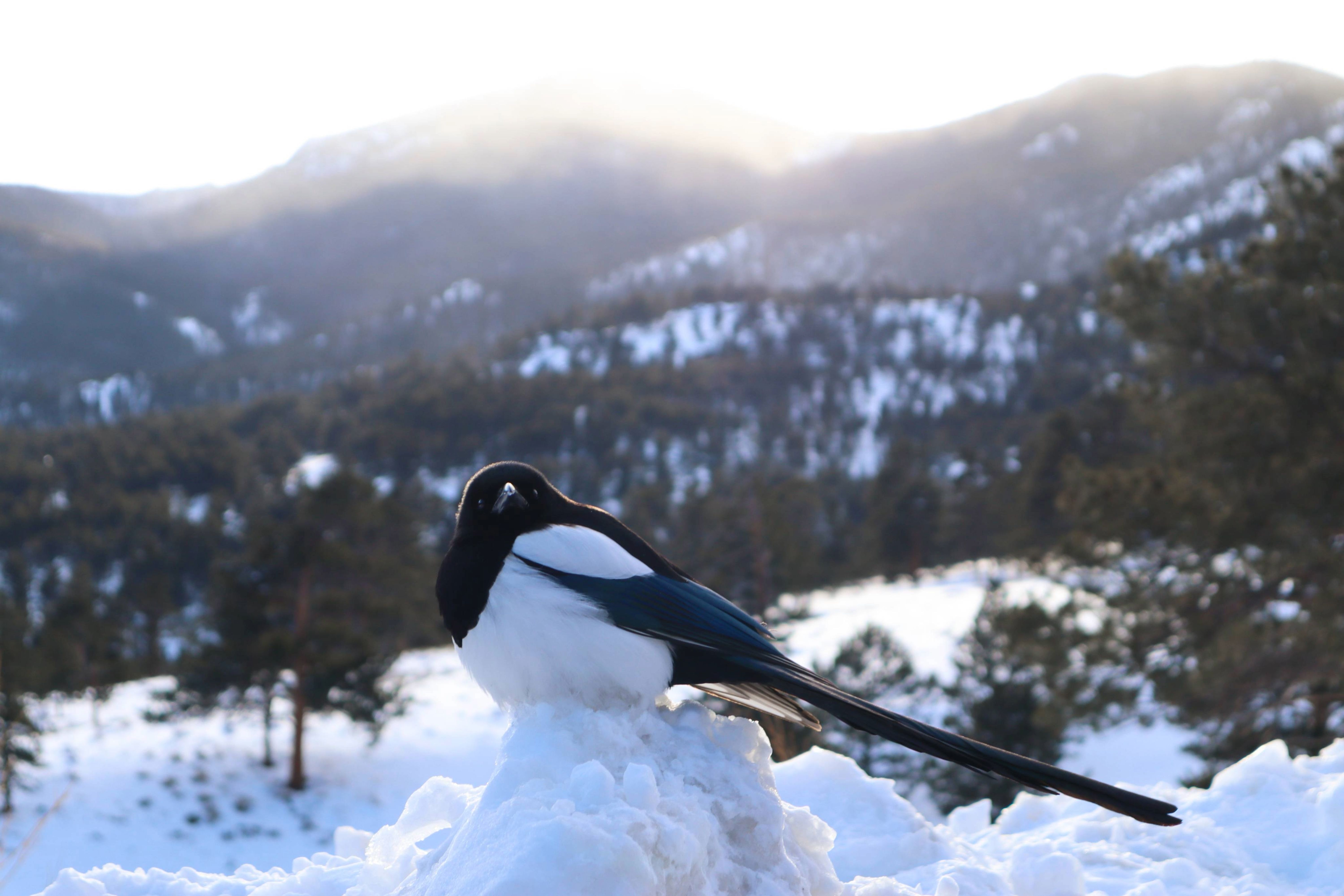 Bird