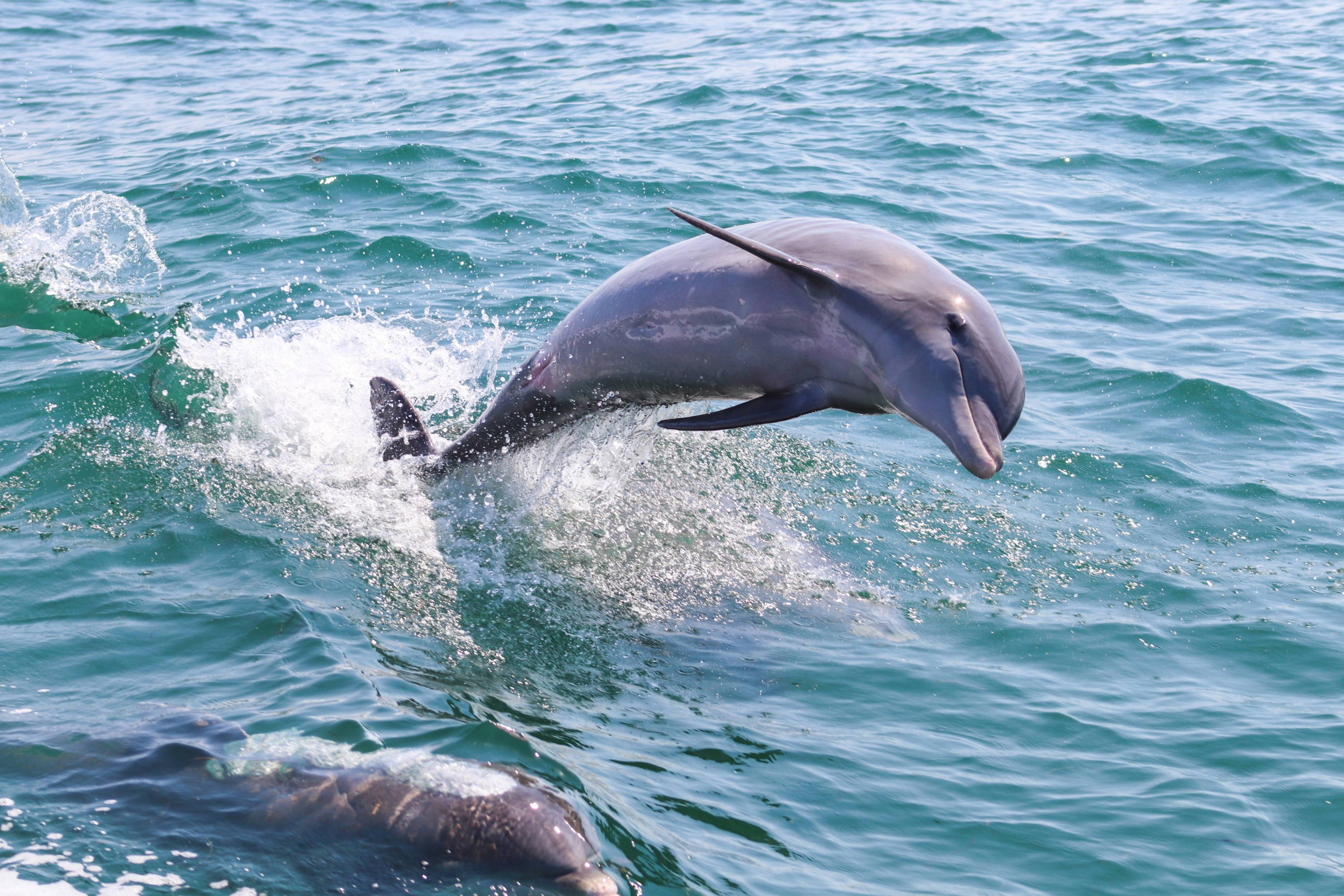 Dolphin
