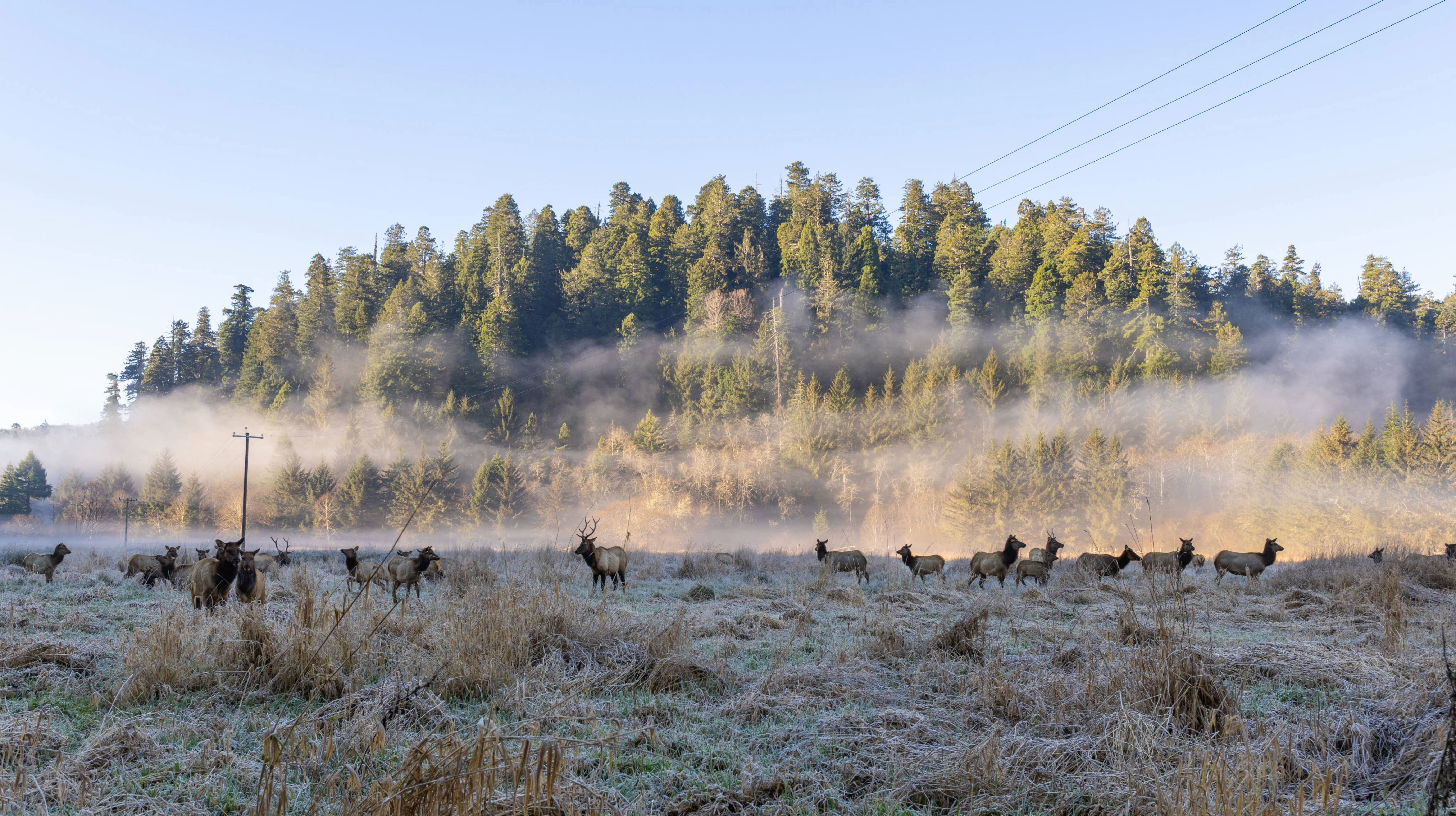 Elk Meadow