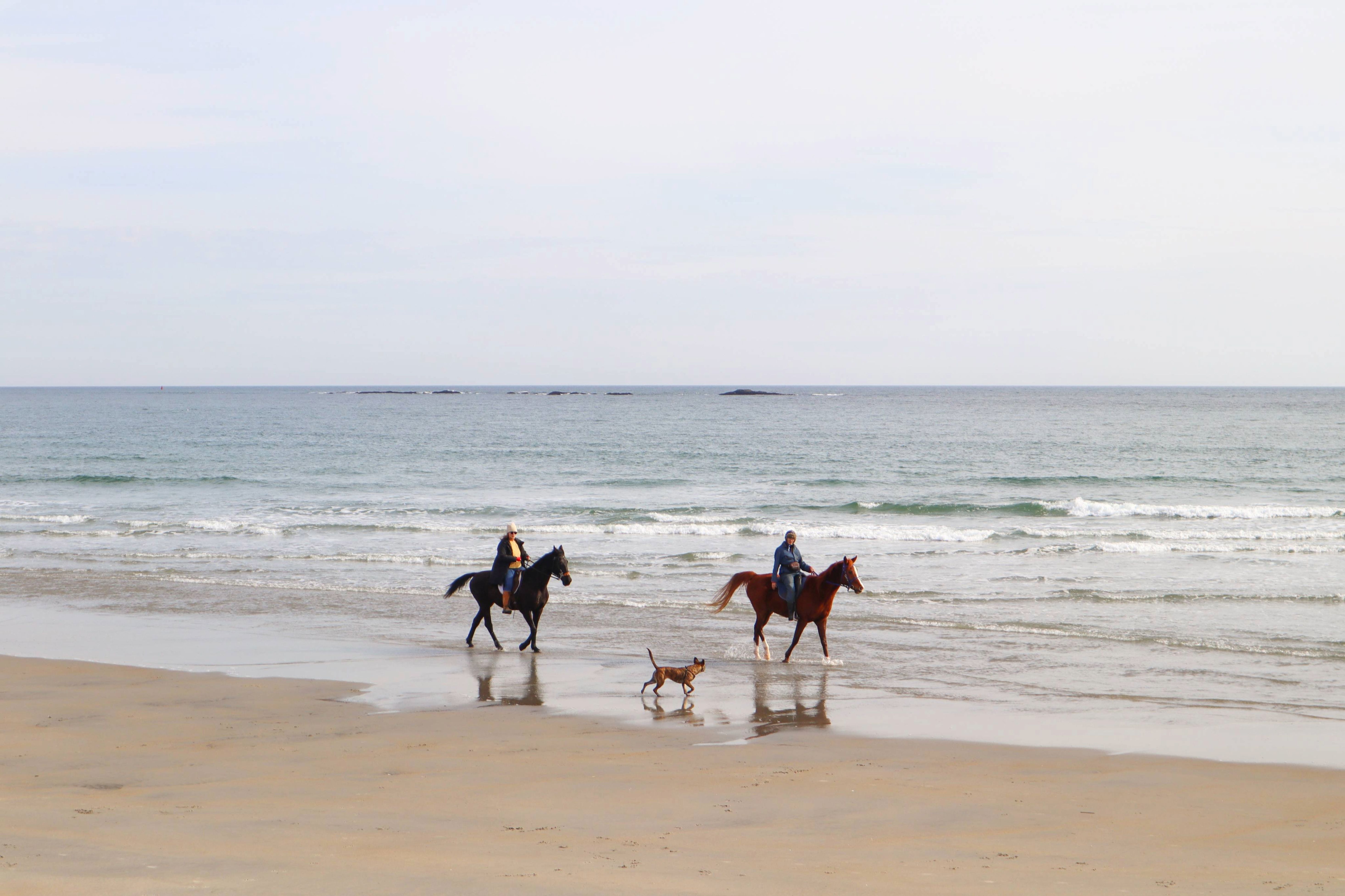 Horses on the Beach
