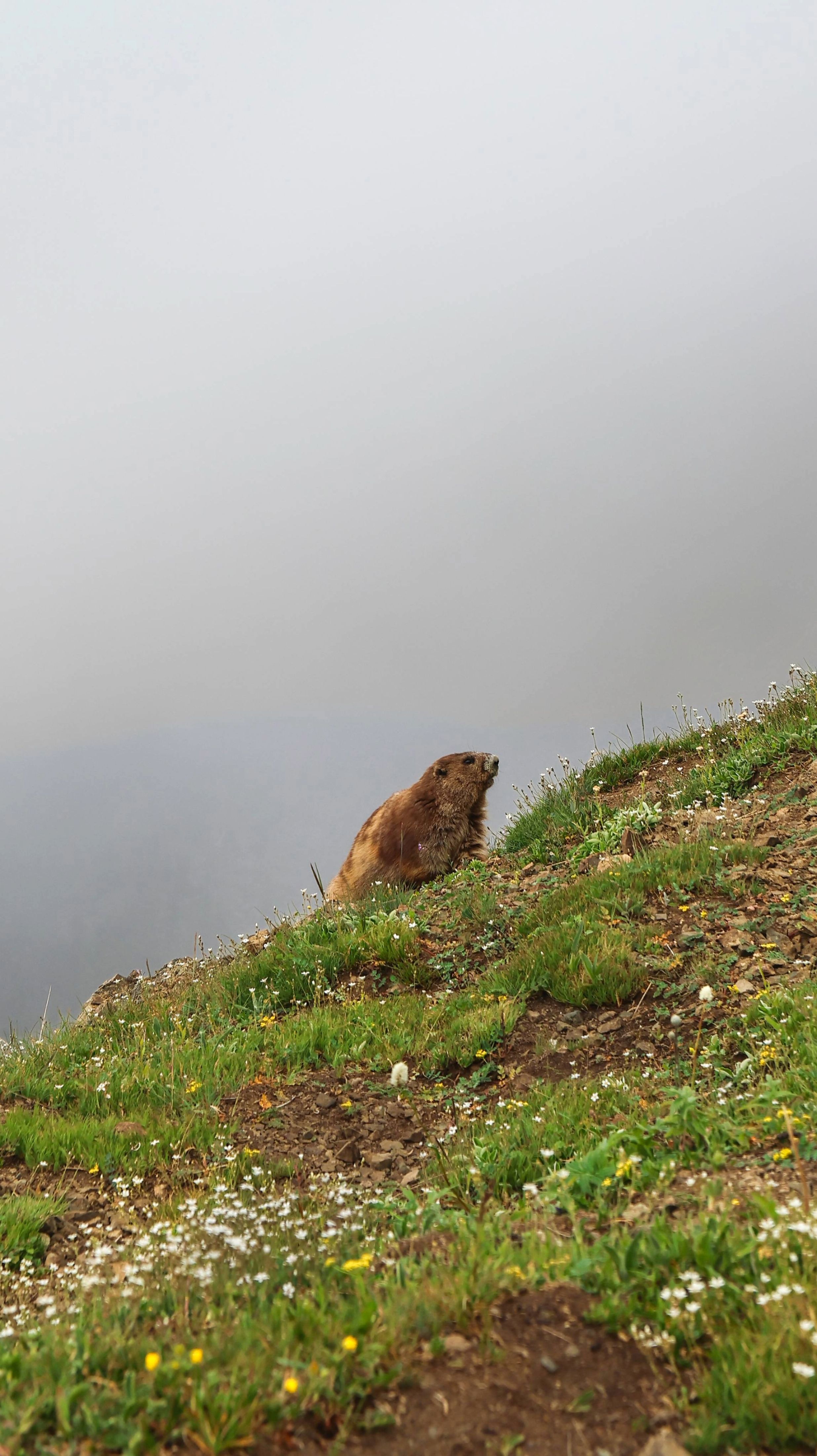 Olympic Marmot