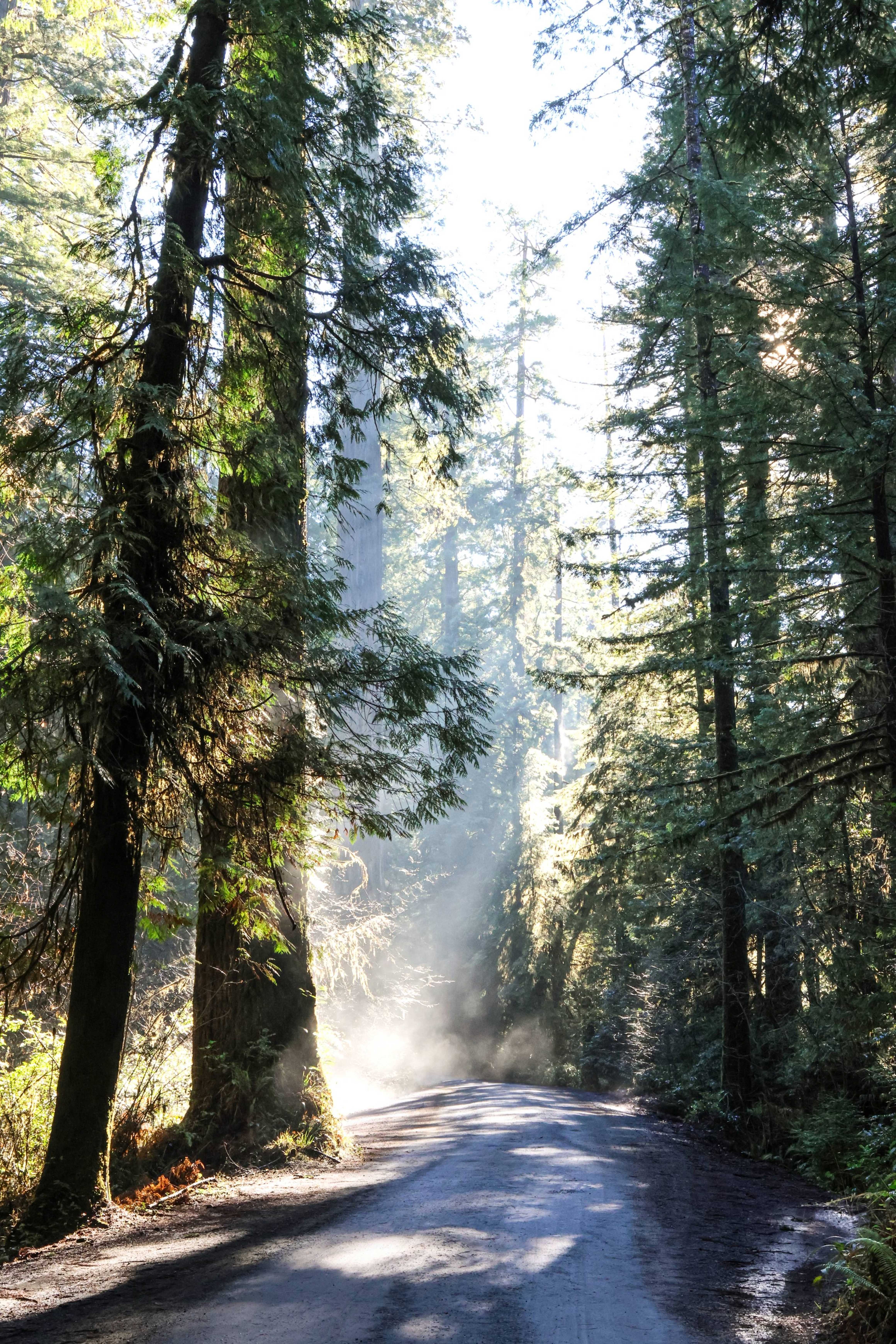 Road Through the Redwoods
