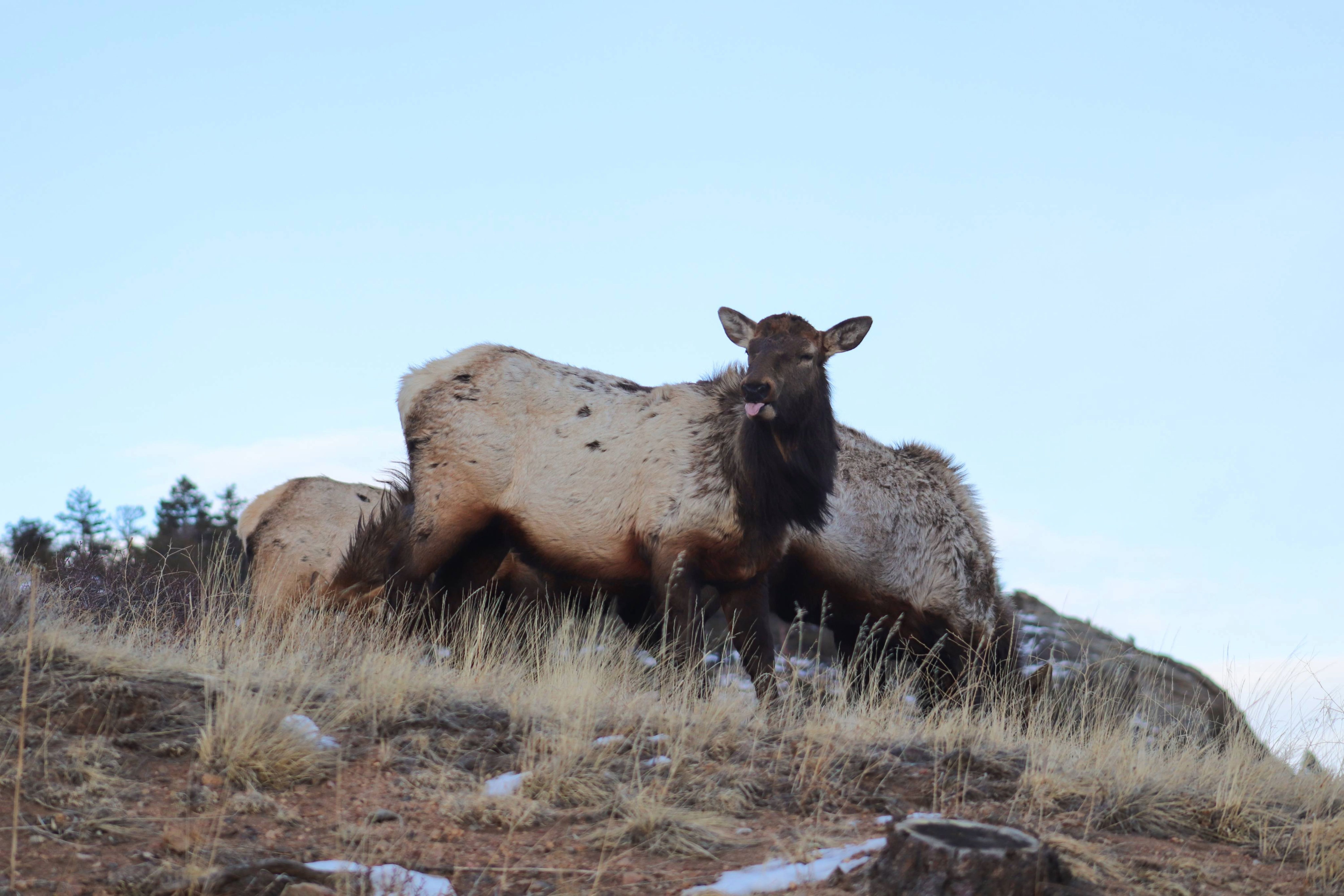 Elk