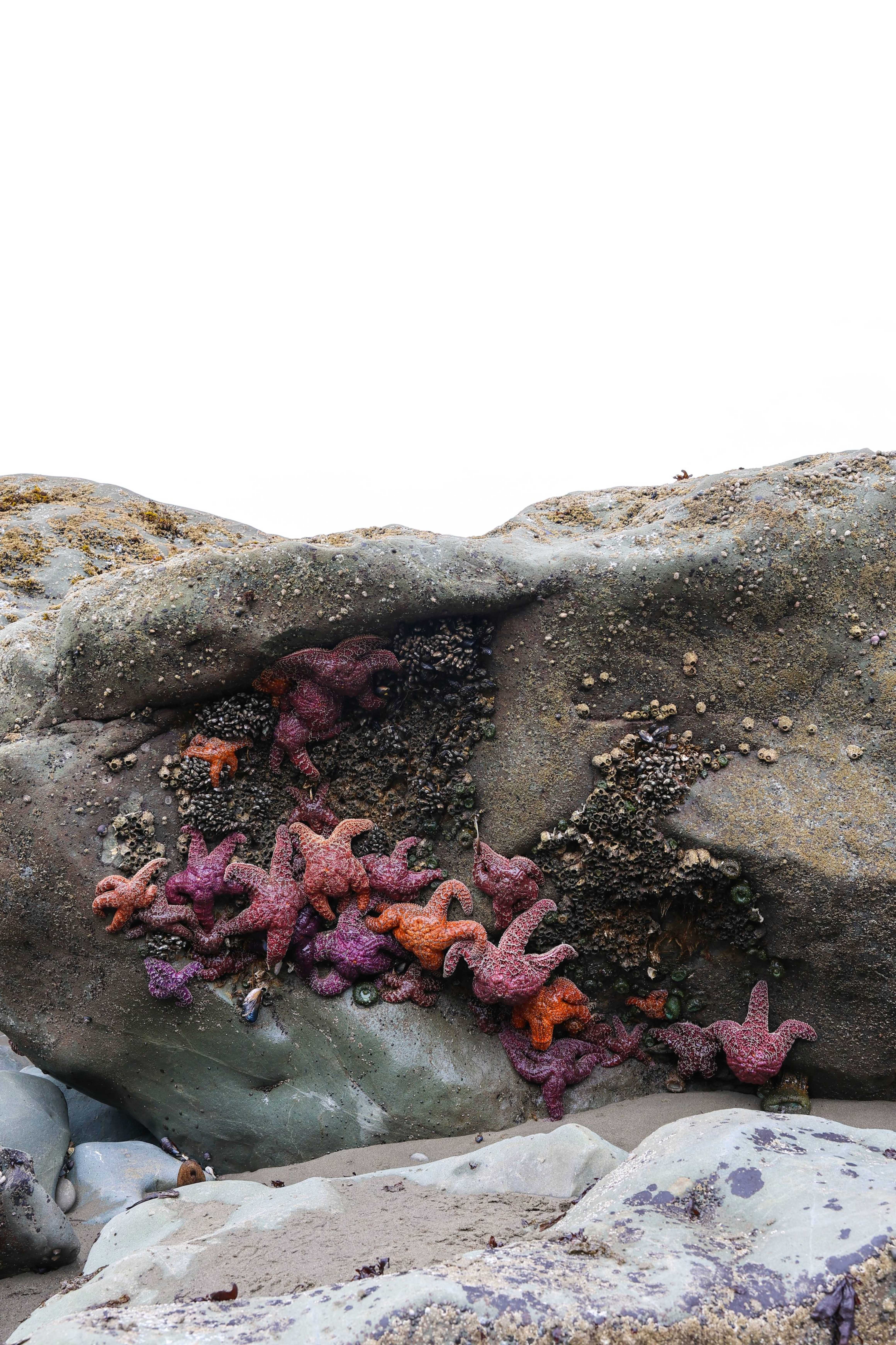 Starfish
