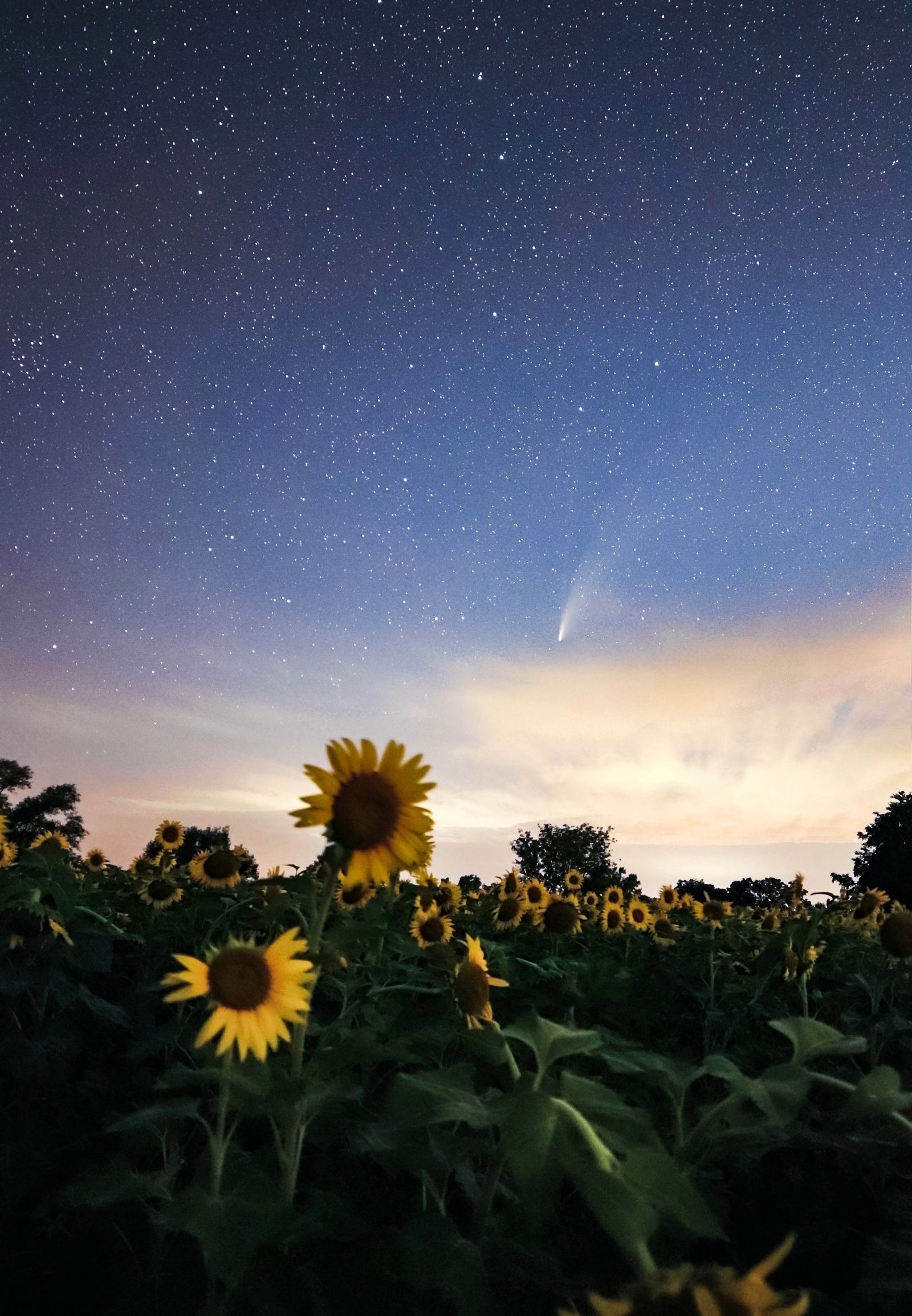 Comet NEOWISE