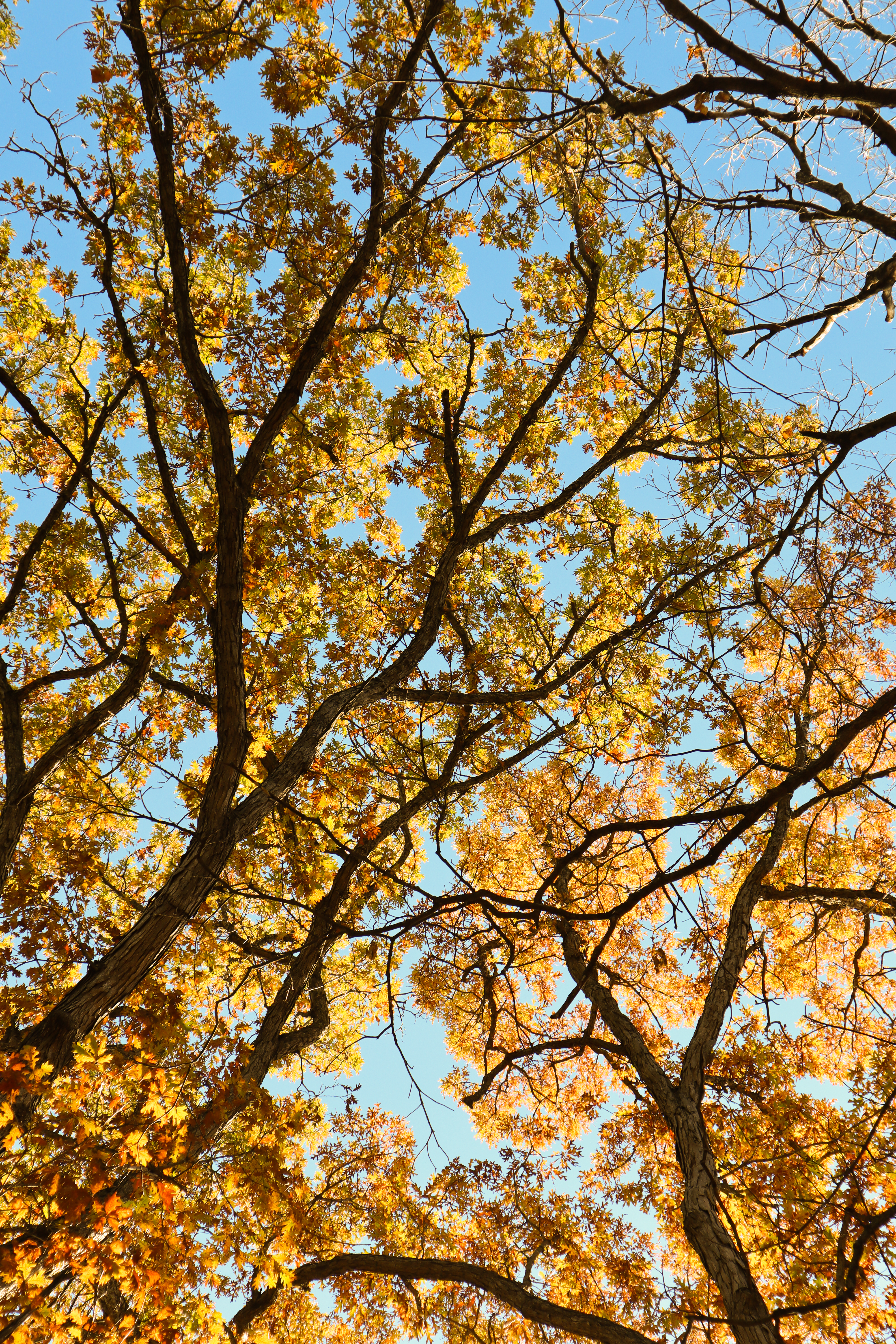 Golden Canopy