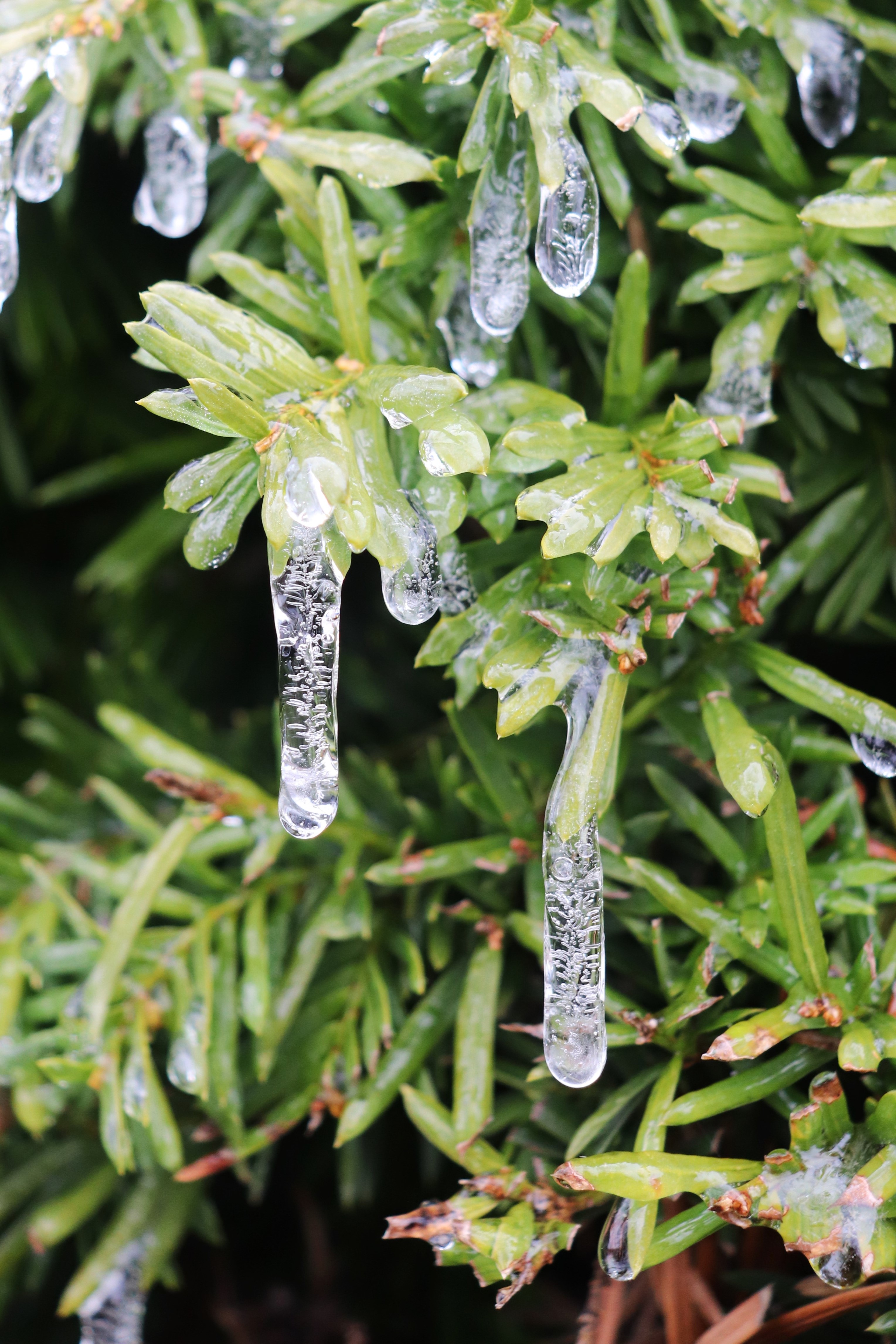 Frozen Raindrops