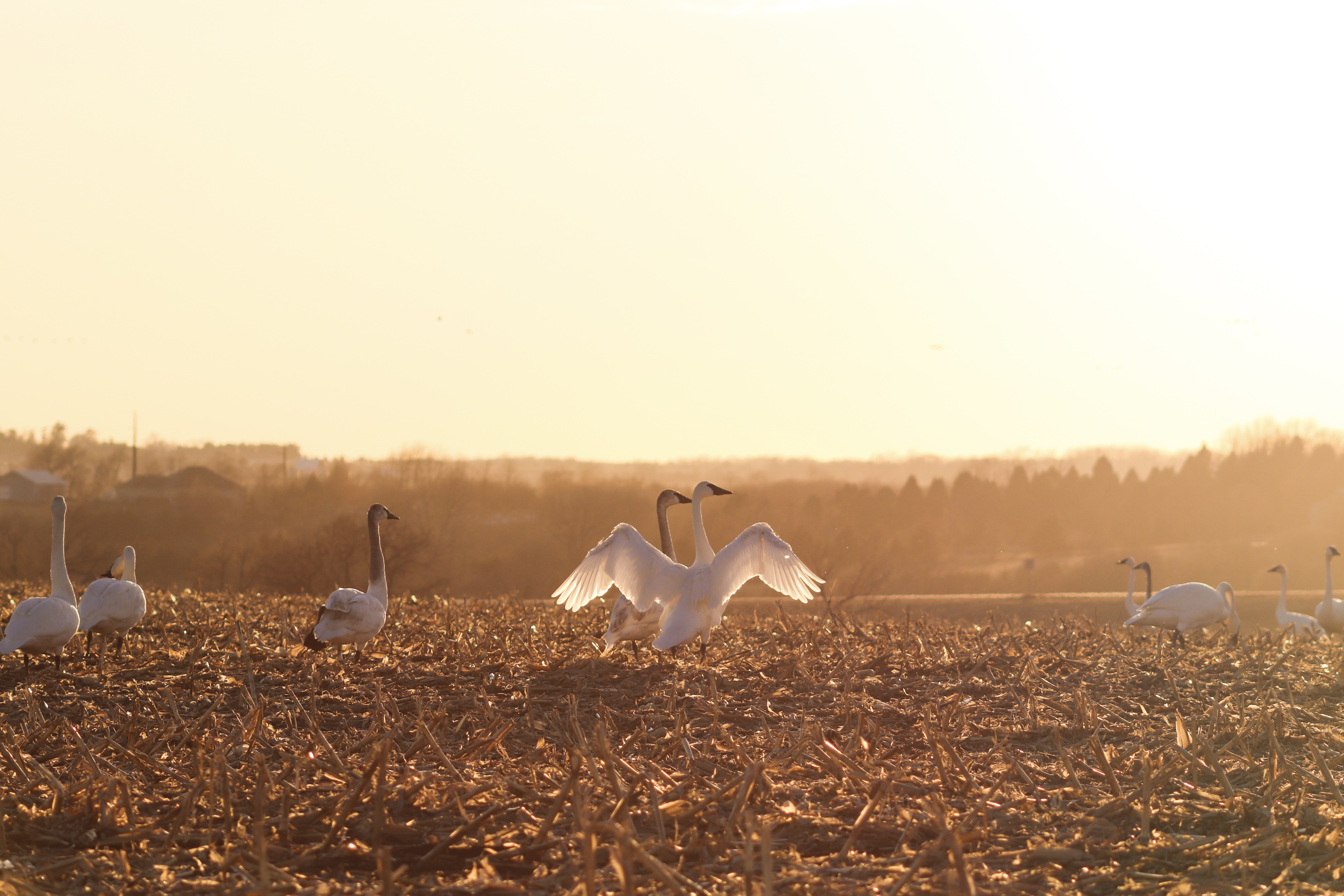 Trumpeter Swan at Golden Hour