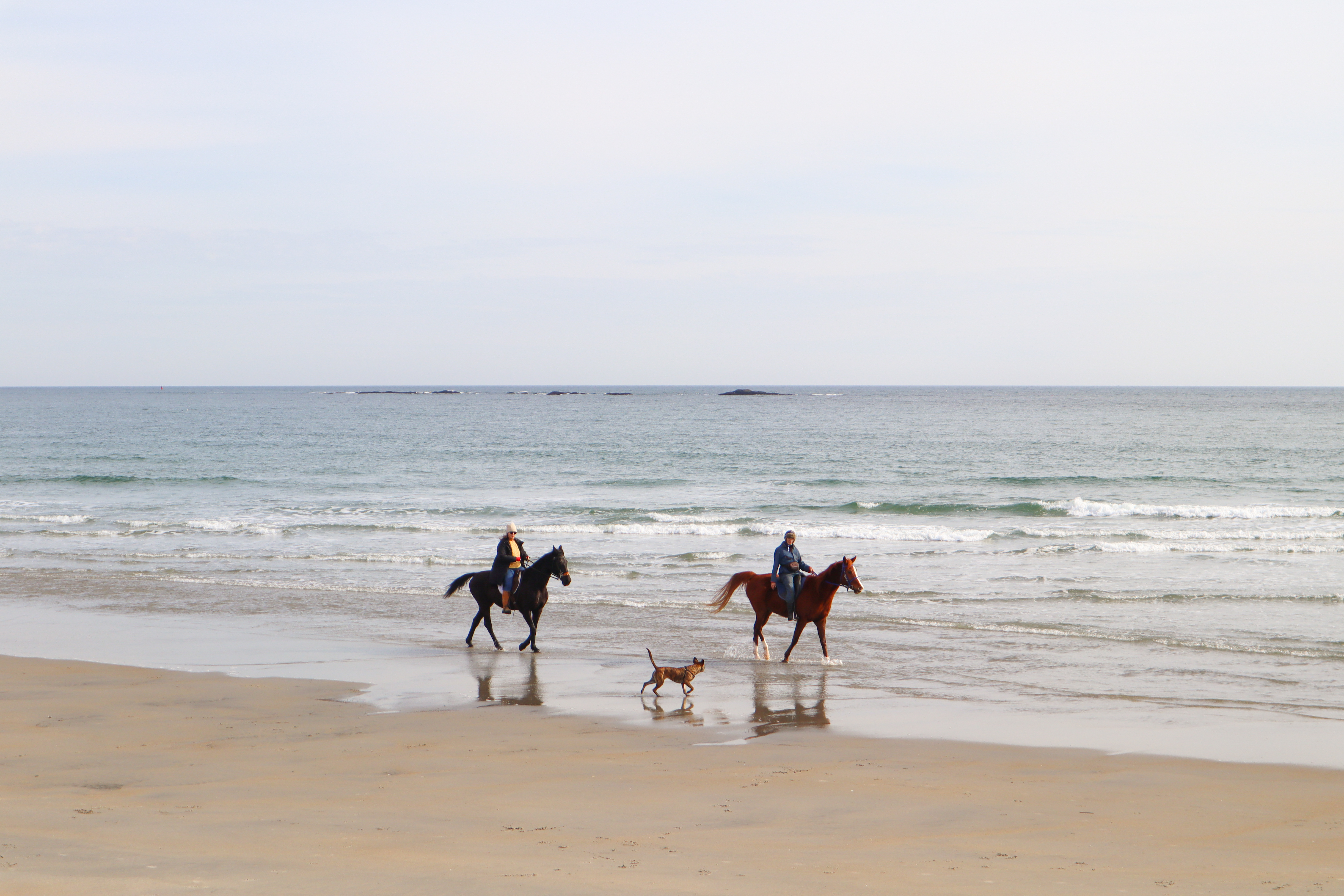 Horses on the Beach
