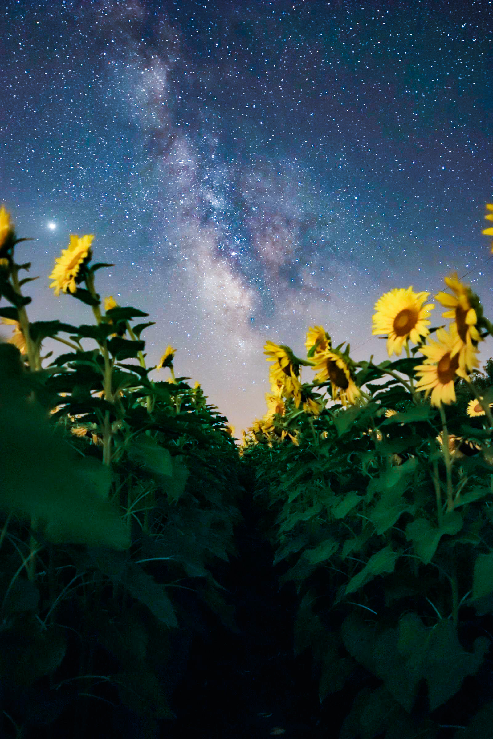 Stars & Sunflowers