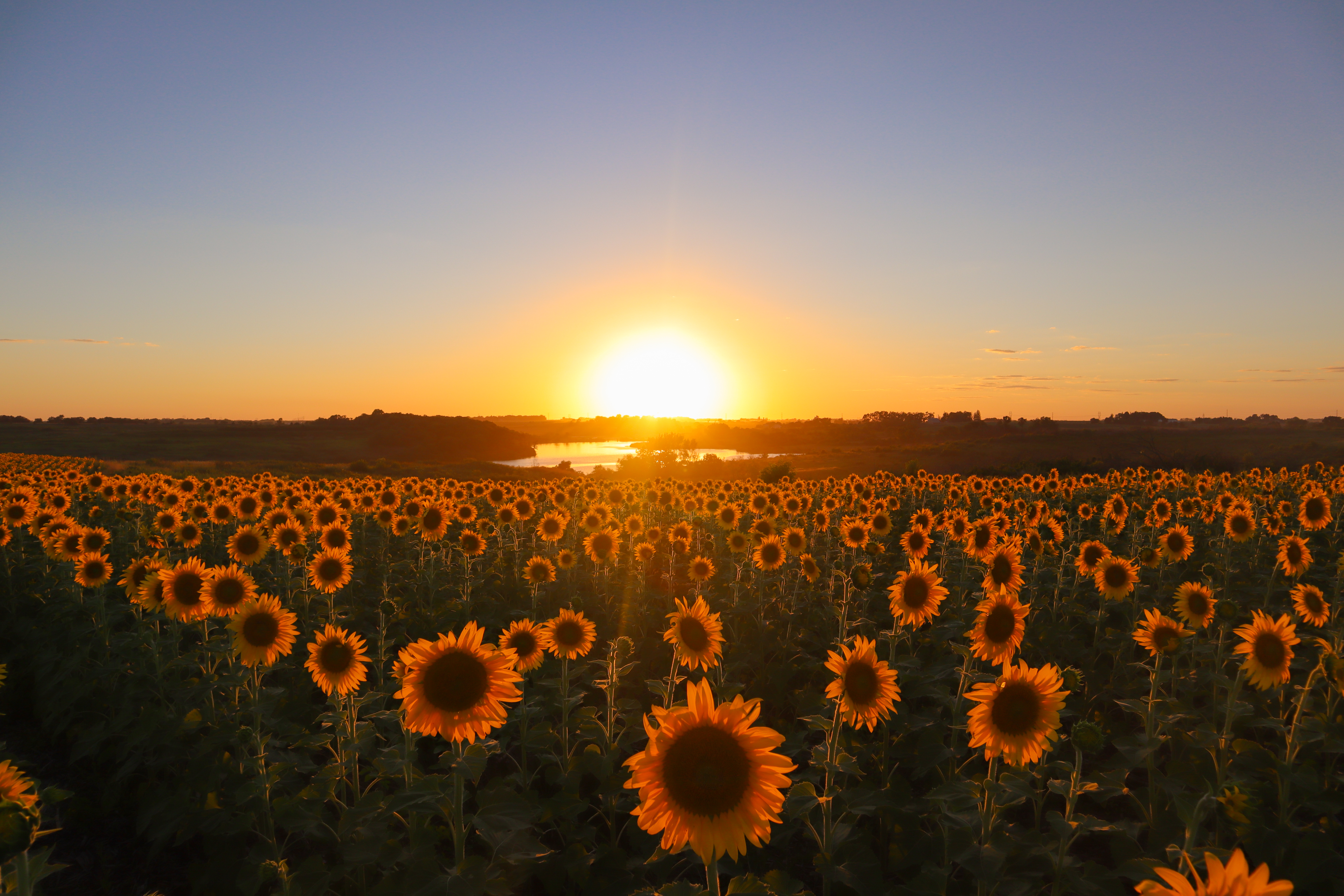 Sunflower Sunset
