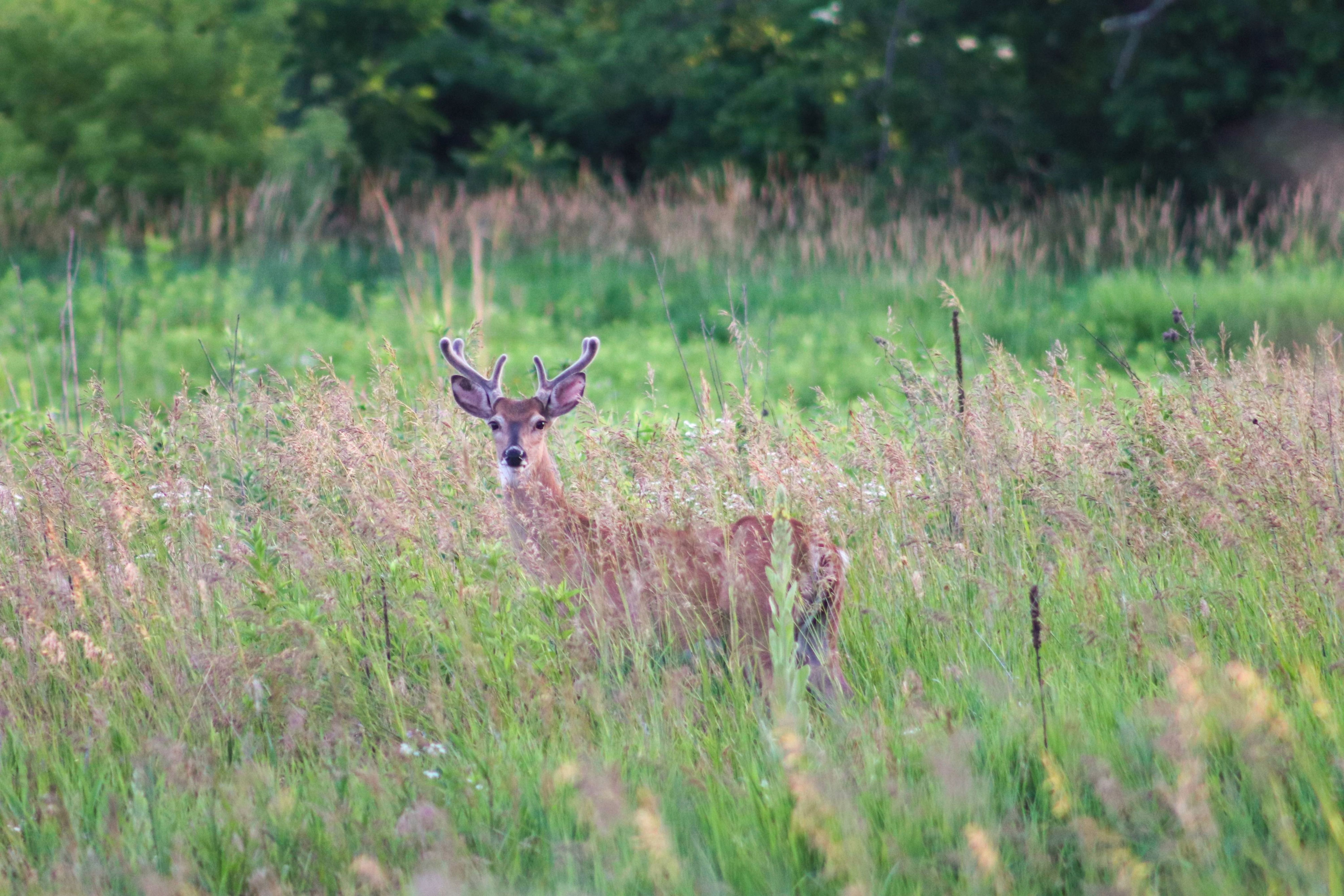 Deer